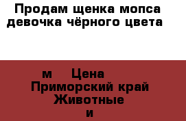 Продам щенка мопса, девочка чёрного цвета, 1,5 м. › Цена ­ 12 - Приморский край Животные и растения » Собаки   . Приморский край